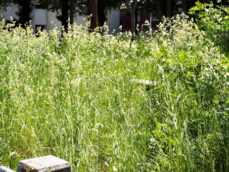 イネ科に花粉症があるのはご存知ですか