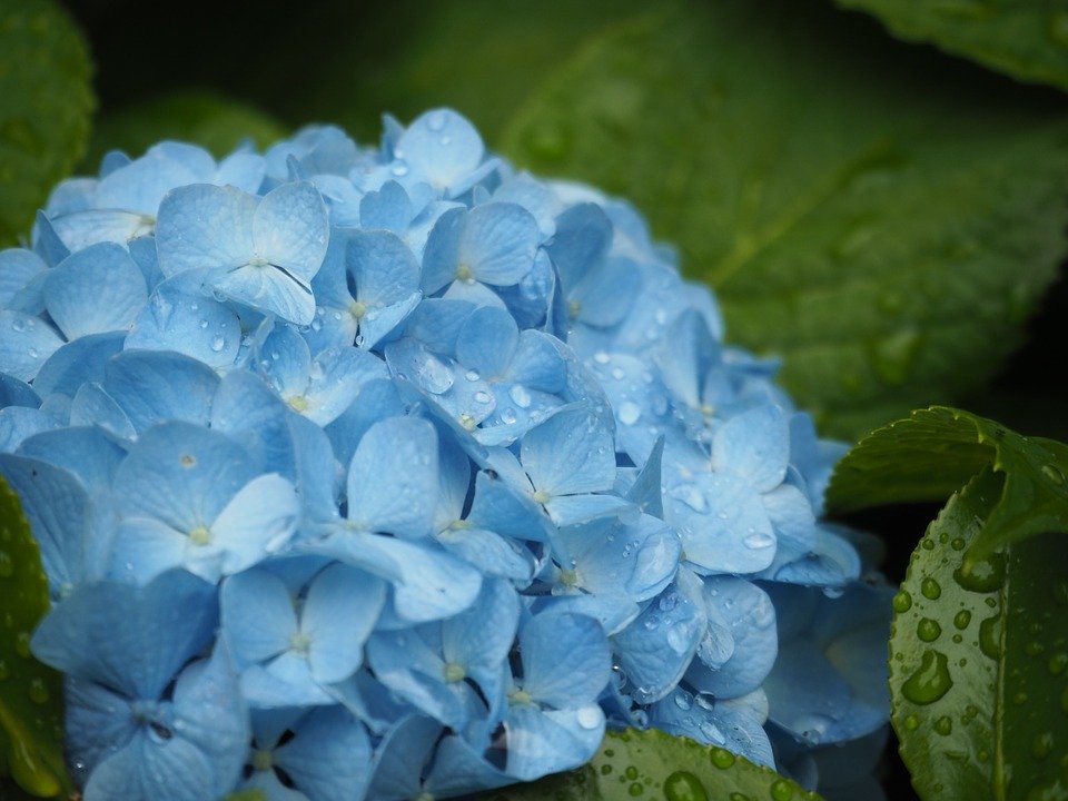 アジサイ 紫陽花 の色と花言葉について