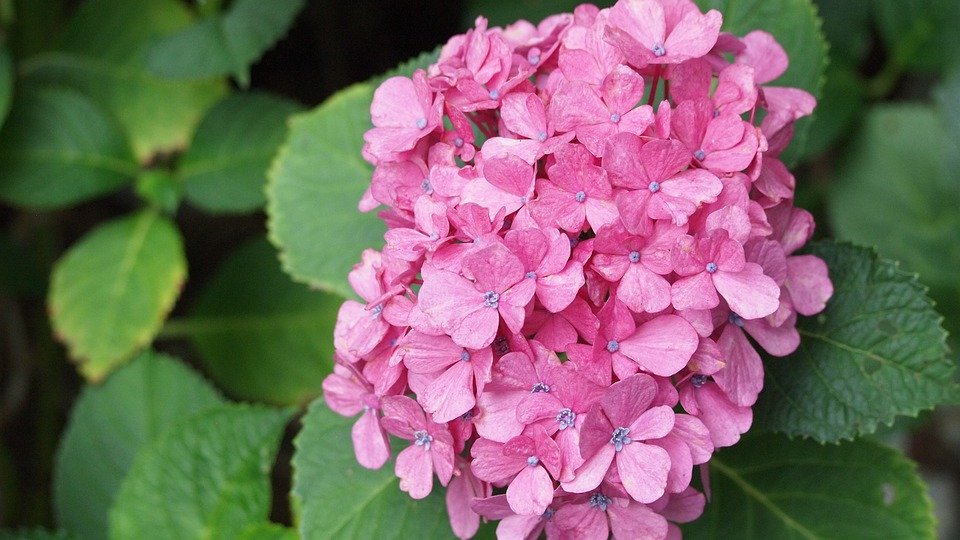 アジサイ 紫陽花 の色と花言葉について