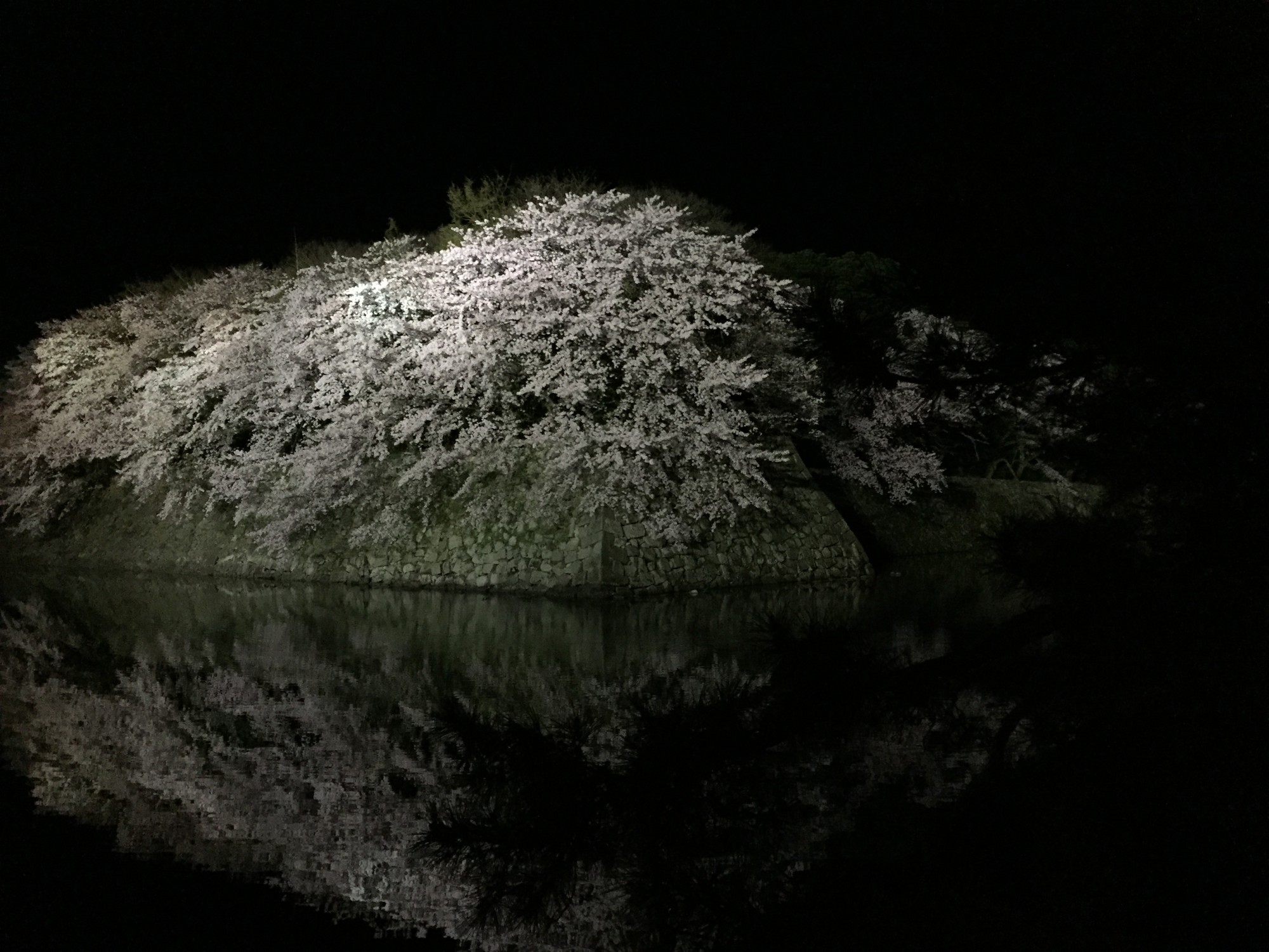 ライトアップされた彦根城今年の夜桜