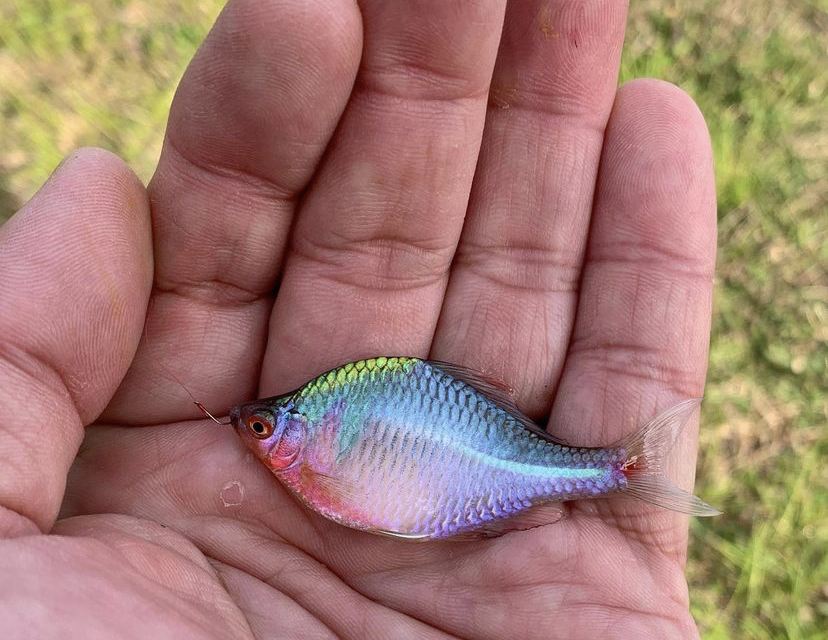 聖地でタナゴ釣り