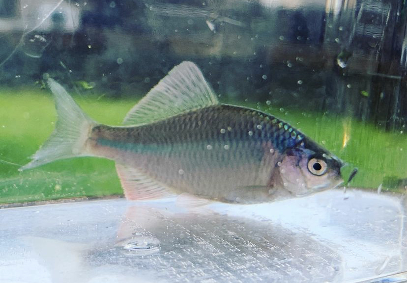 聖地でタナゴ釣り
