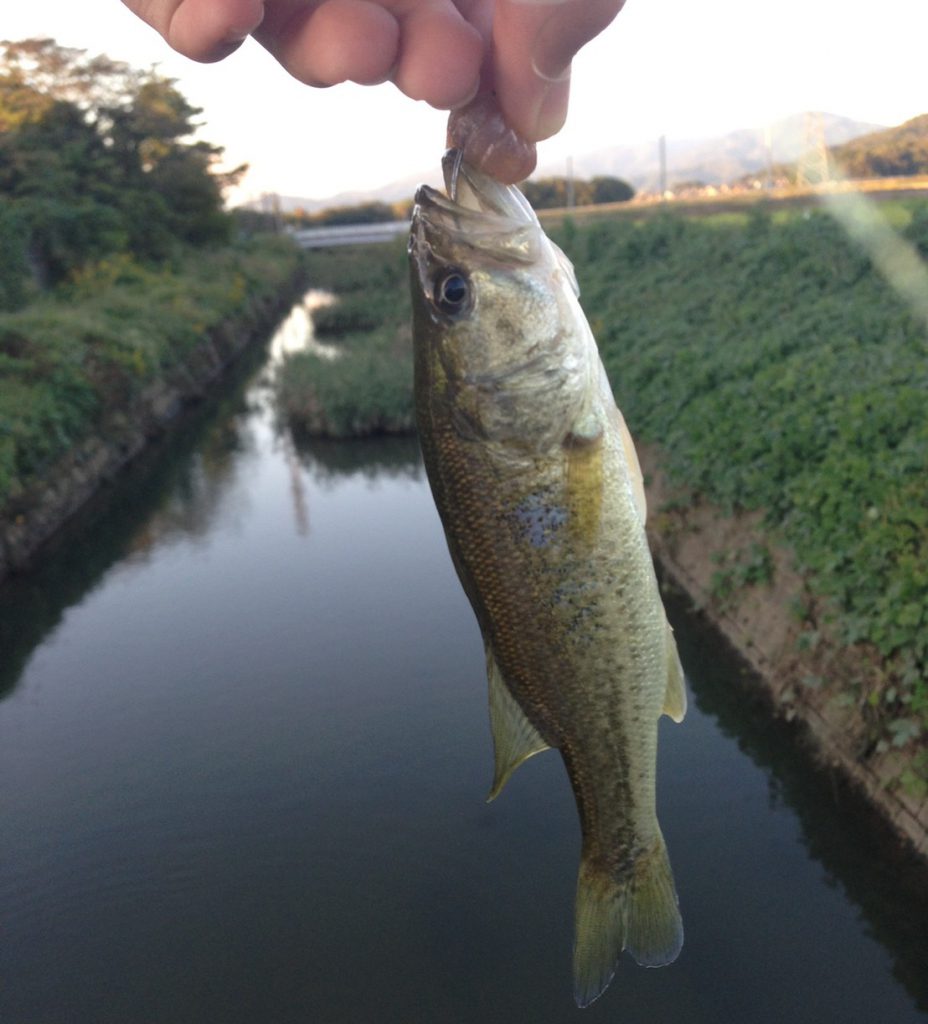 ブラックバスってどんな魚